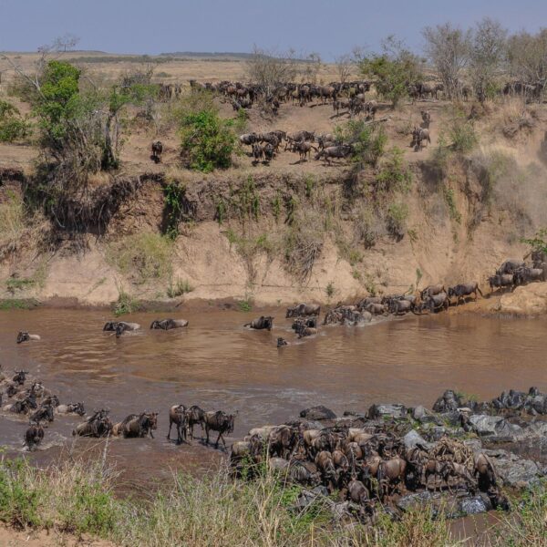 5-Day Kenya & Tanzania Safari tours