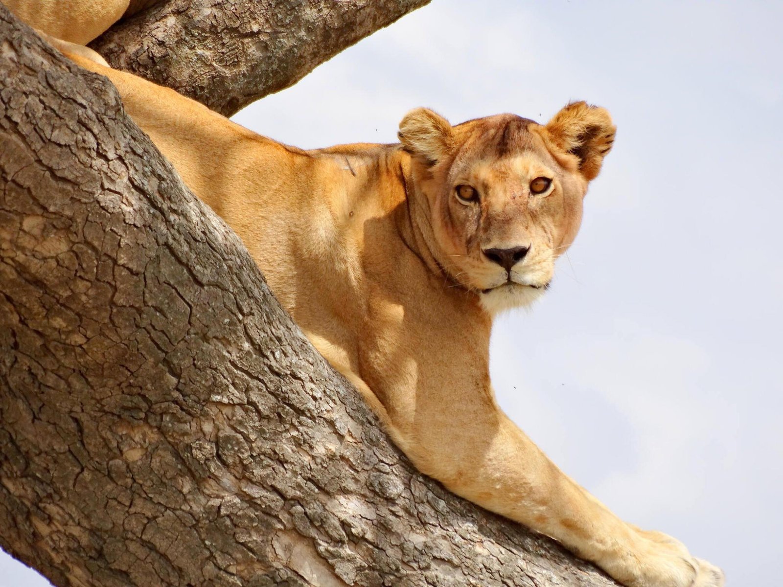 Premium Tanzania Safari Expedition to Tarangire & Ngorongoro Crater in 2 day