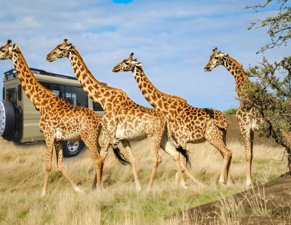 1-Day Arusha National Park Safari | Top Things to Do in Arusha