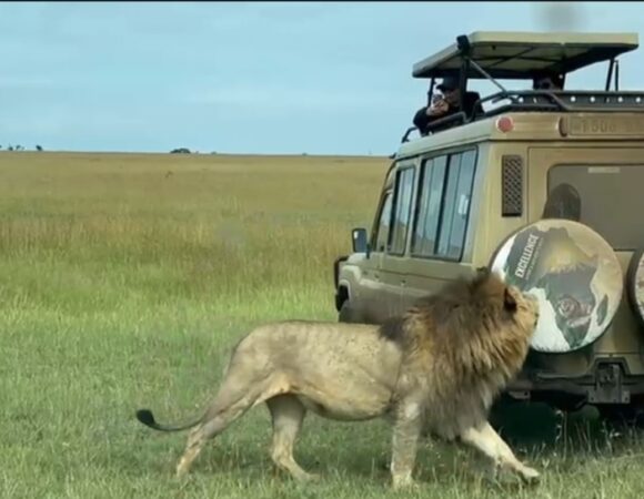 Great 7-days Mikumi National Park and Selous Game Reserve in Tanzania