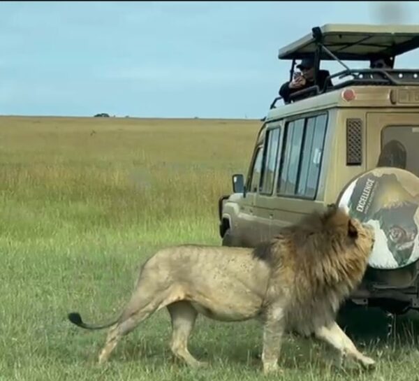 Great 7-days Mikumi National Park and Selous Game Reserve in Tanzania