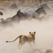 tanzania safaris, luxurios