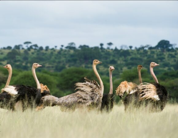 SERVAL WILDLIFE to KILIMANJARO CLIMBING / TANZANIA LUXURIES SAFARI