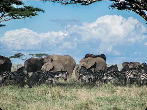 BEST TRAVEL AGENCY IN DODOMA, TANZANIA