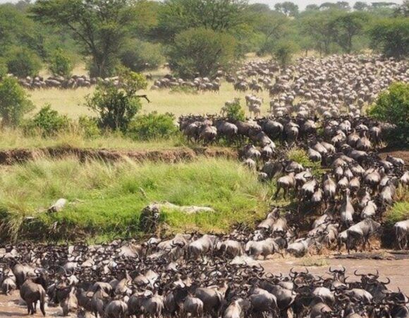 Best Tanzania Travel Destinations & Safari Packages