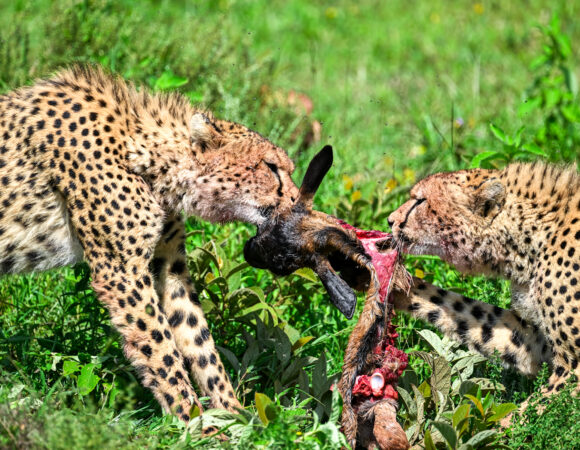 TANZANIA SAFARI TOUR + ZANZIBAR BEACH TOUR FROM JRO/ ZNZ AIRPORT