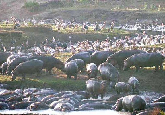 5-8 Day Tanzania Safari & Zanzibar Beach Tour