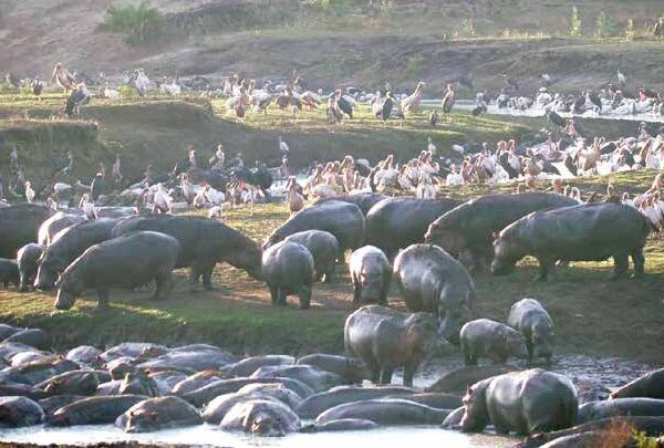 5-8 Day Tanzania Safari & Zanzibar Beach Tour