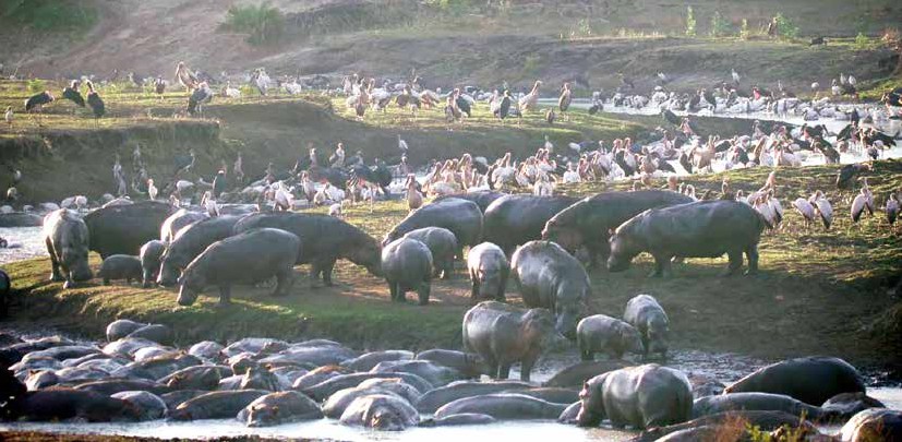 5-8 Day Tanzania Safari & Zanzibar Beach Tour