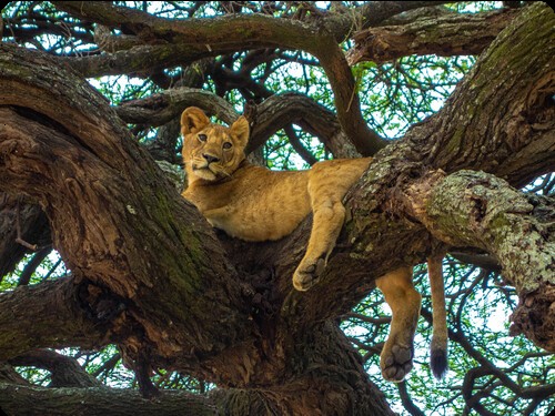 Best Modern Tanzania tour company for 2025-2050