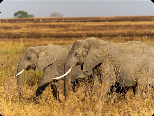 Luxury Safari Tours in Tanzania - Book Now