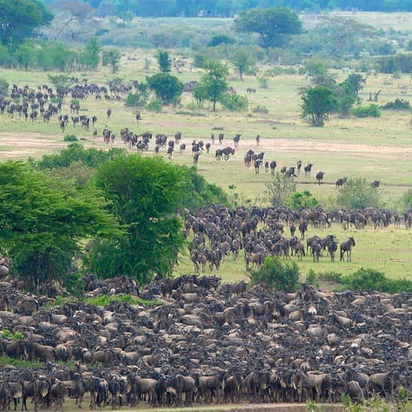 large herd of wildebeest spread across a grassy savanna with trees in the background