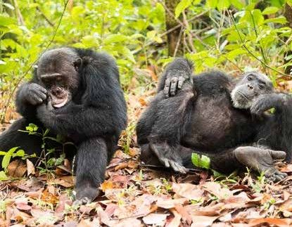 Gorilla trekking