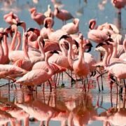 TANZANIA SAFARIS