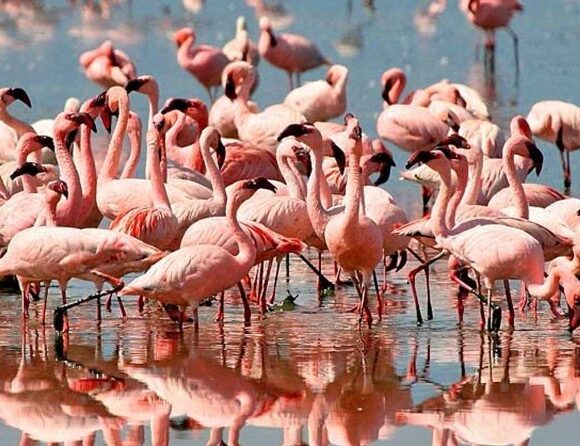 REPUTABLE TANZANIA SAFARIS TOURS