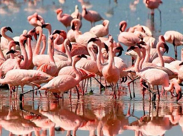 REPUTABLE TANZANIA SAFARIS TOURS