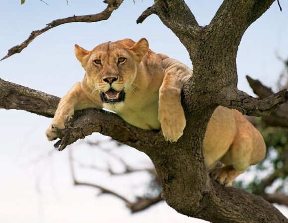 1–20 Day Tanzania Safari Tours: 50+ Exceptional Safari Packages