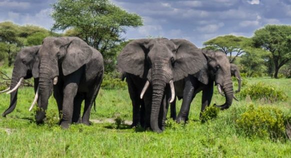 5-Day Tanzania Private Luxury Safari for 2026, 2027+