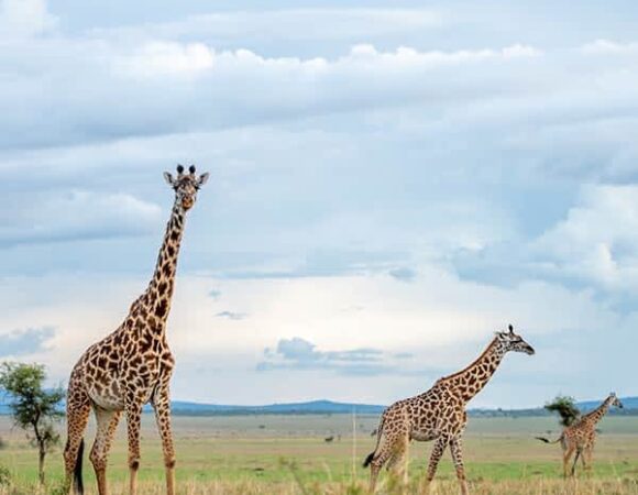 COST FOR LUXURY SAFARI IN TANZANIA ( $450- $1000 PP/ DAY)