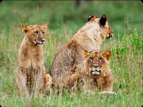 SERVAL WILDLIFE to KILIMANJARO CLIMBING / TANZANIA LUXURIES SAFARI