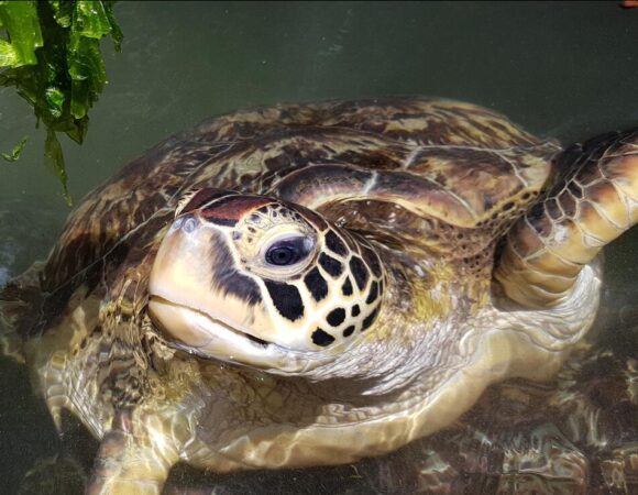 2- 10 Day Tanzania safari & Zanzibar Beach Vocation – Honeymoon Packages