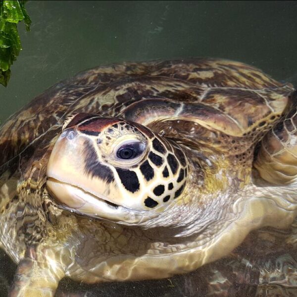 2- 10 Day Tanzania safari & Zanzibar Beach Vocation – Honeymoon Packages