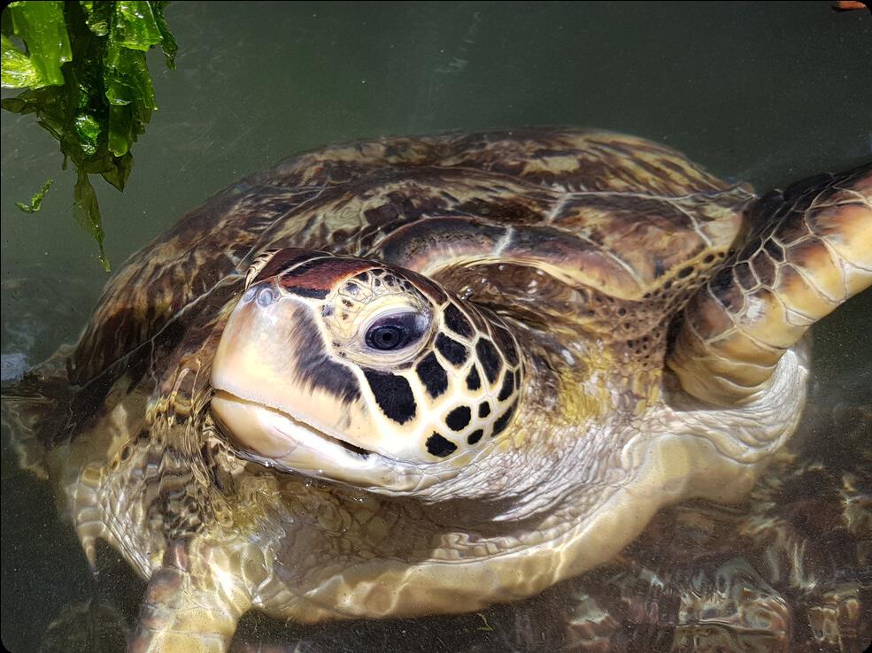 2- 10 Day Tanzania safari & Zanzibar Beach Vocation – Honeymoon Packages