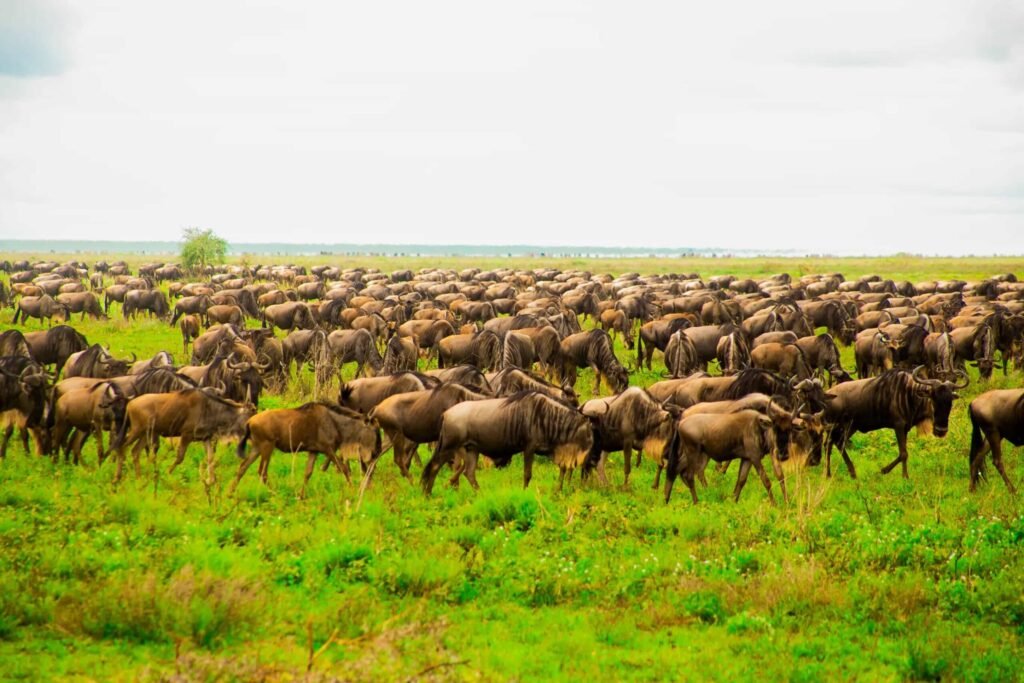 herd of wildebeest grazing on a green savannah under a cloudy sky