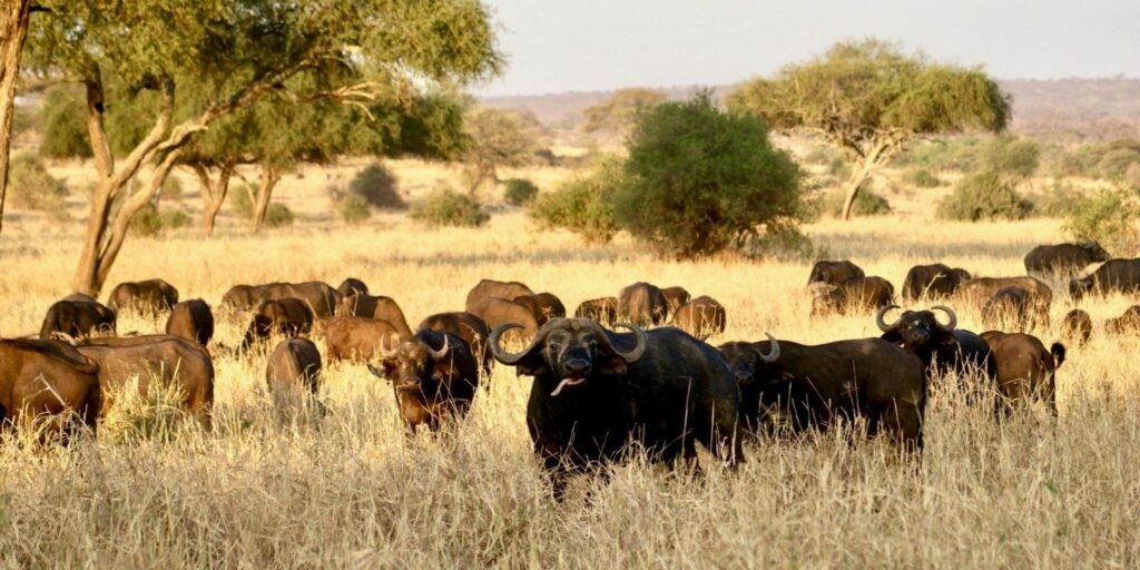 herd of african buffaloes grazing in dry savanna grass with scattered trees in the background