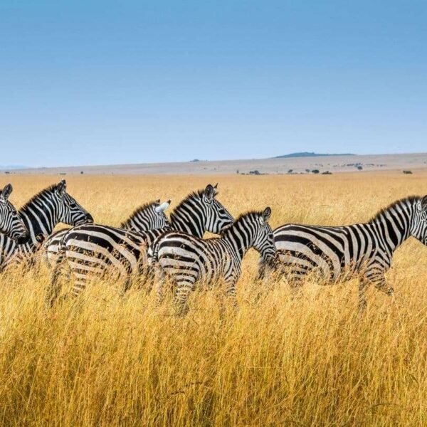 Kenya-Tours-1jpg - EXCELLENCE AFRICA ADVENTURES herd of zebras standing in tall golden grass under a clear blue sky