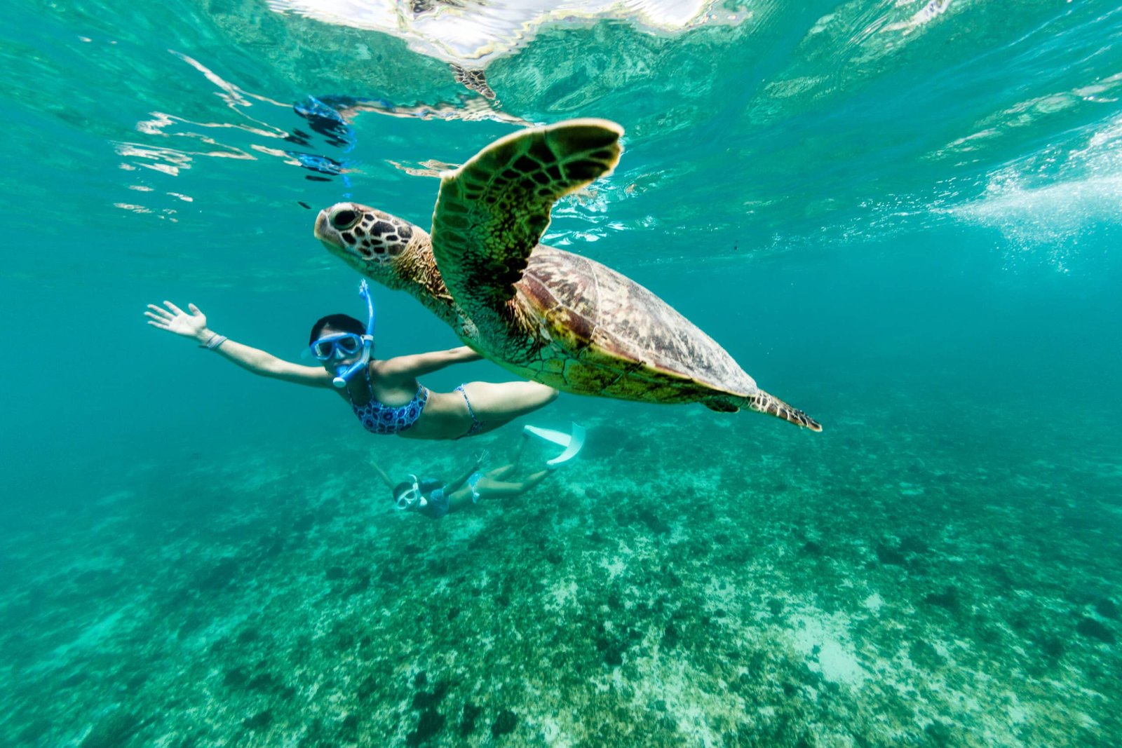 Swimming-with-a-turtle-at-Nungwi-Beach-Easy-Travel-Tanzania-scaled-2-1jpg - EXCELLENCE AFRICA ADVENTURES - EXCELLENCE AFRICA ADVENTURES snorkeler swimming underwater beside a large green sea turtle over a coral reef in clear turquoise water
