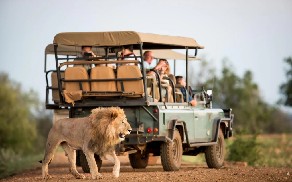 adult lion walking along a dirt road with an open top safari vehicle and tourists in the background