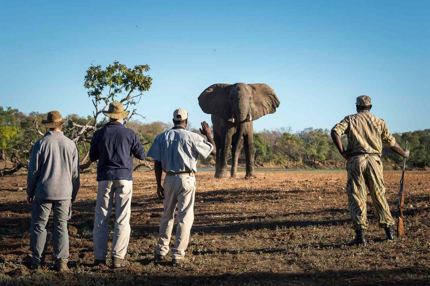 african-icons-in-south-luangwa-national-park-zambia-WALKSAFARI1021-6796f5cb151c4e97895bd79640886257-2jpg - EXCELLENCE AFRICA ADVENTURES - EXCELLENCE AFRICA ADVENTURES four men on a safari stand in a dry open plain watching a large elephant approach in the distance
