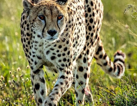 9-Day Group Tanzania Safari: Serengeti, Ngorongoro & Zanzibar Excursion
