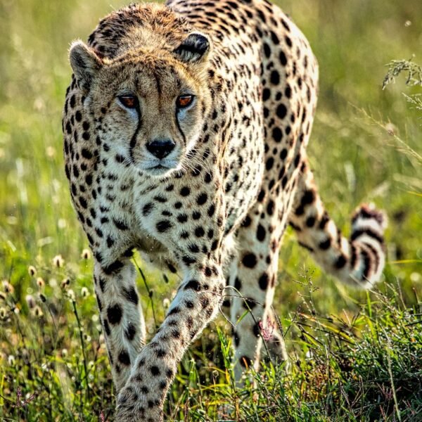 9-Day Group Tanzania Safari: Serengeti, Ngorongoro & Zanzibar Excursion
