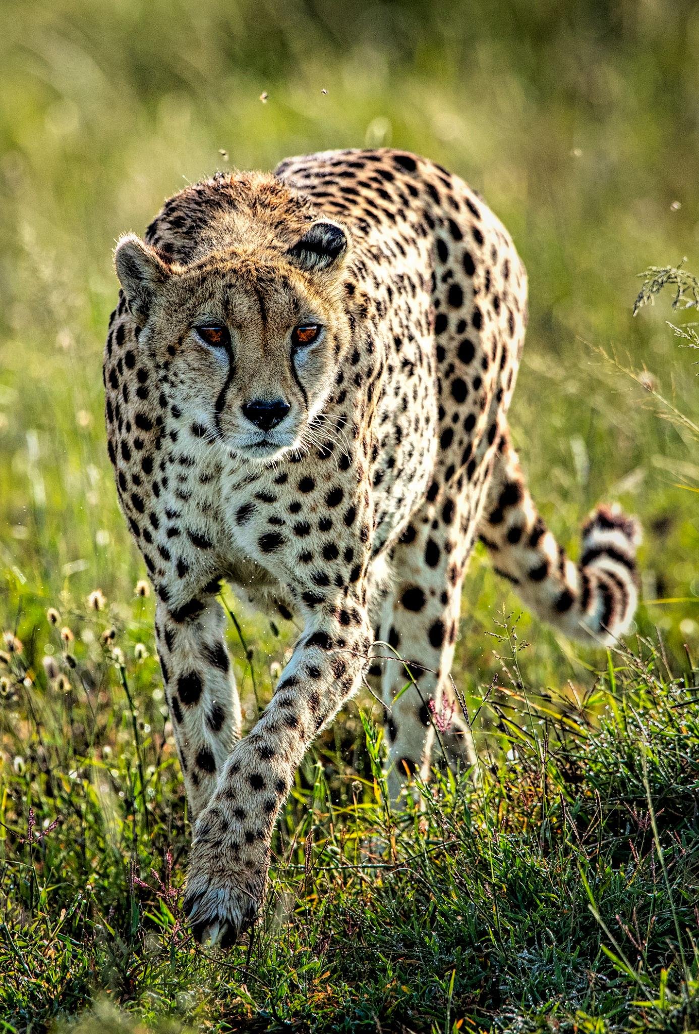 All Luxurious Safari packages