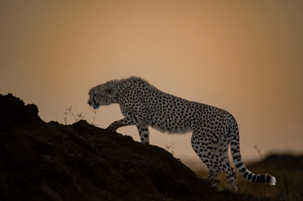 cheetah walking along a dark rocky ledge at sunset with an orange sky in the background