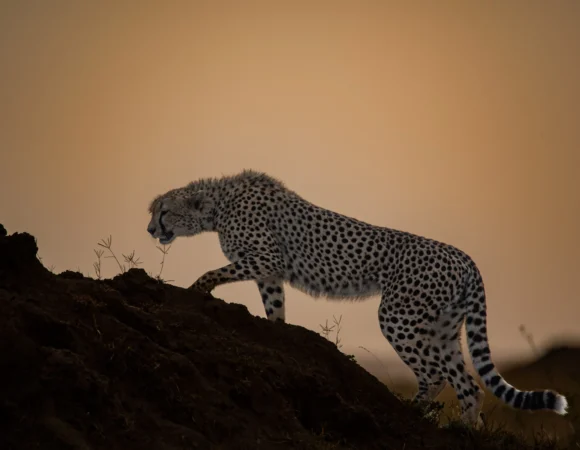 15-Day High-end Private Tanzania Safaris Itinerary