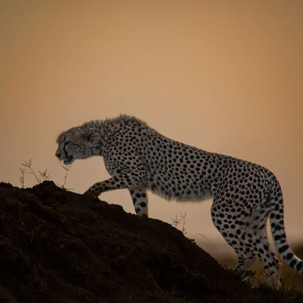 15-Day High-end Private Tanzania Safaris Itinerary
