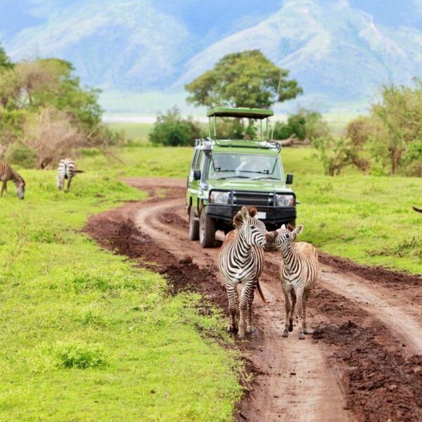 green safari jeep on a muddy dirt road in a lush savannah with zebras nearby and distant mountains behind