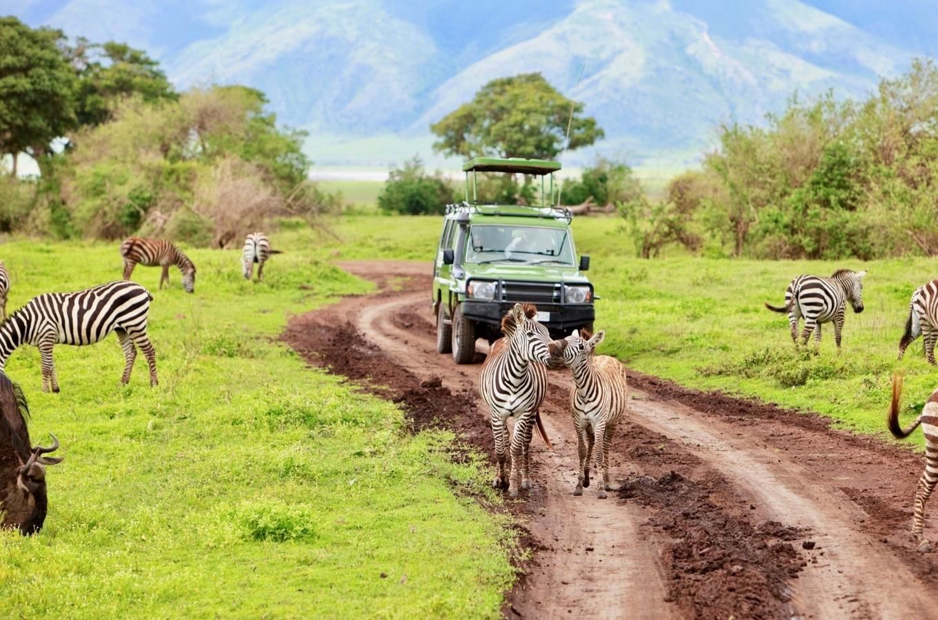 exce - EXCELLENCE AFRICA ADVENTURES green safari jeep on a muddy dirt road in a lush savannah with zebras nearby and distant mountains behind