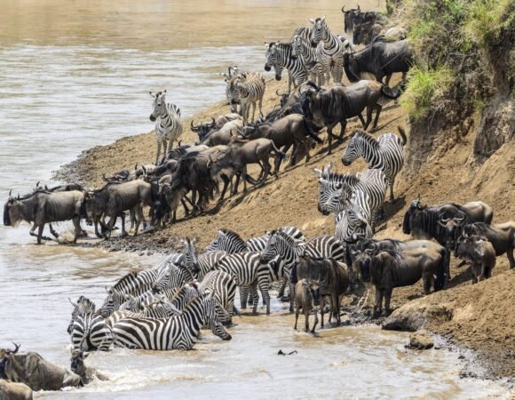 6-Day Luxury Tanzania Wildlife Safari: Serengeti, Ngorongoro & Tarangire