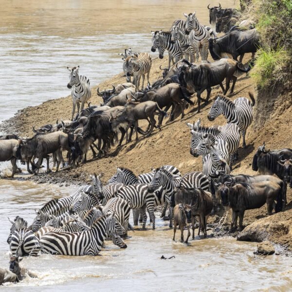 6-Day Luxury Tanzania Wildlife Safari: Serengeti, Ngorongoro & Tarangire