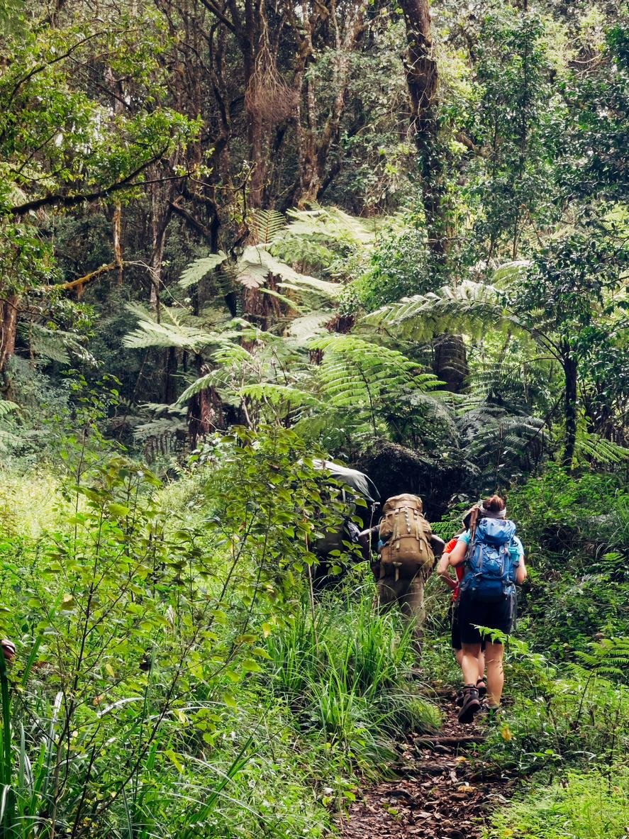 8 Day Kilimanjaro Trekking, Lemosho Route