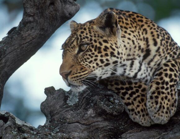2-Day Tarangire and Ngorongoro crater safari from Moshi