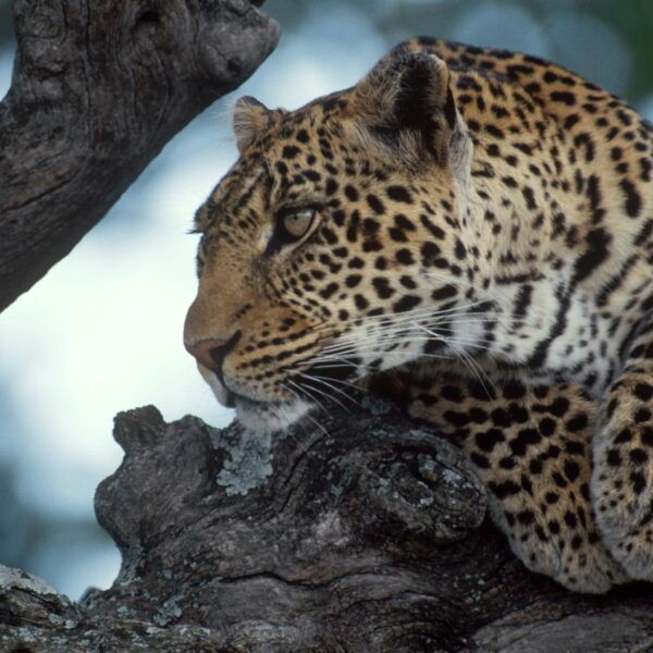 2-Day Tarangire and Ngorongoro crater safari from Moshi
