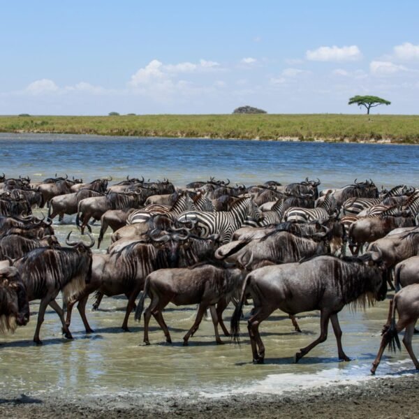 Most Best Tanzania Destinations Tour & Packages