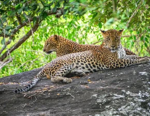 Best Quality & Price Tanzania Safari Tours