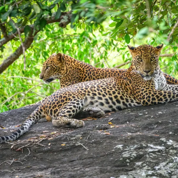 Best Quality & Price Tanzania Safari Tours