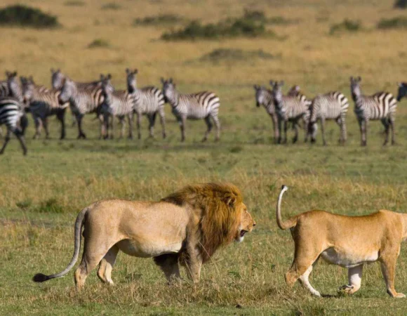 17-Day Dodoma Tour Package, Best Tanzania Safaris Kilimanjaro Trek Travels